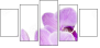 50610337