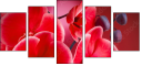 56946263