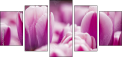 59655482