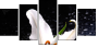 64347544