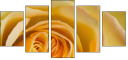 64954045
