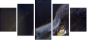 67261784
