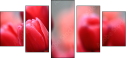 76096373